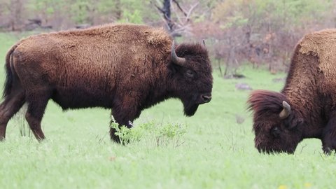 Close up shot of wild Bison in Wichita Mountains Wildlife Refuge at Oklahoma