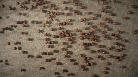 Brown peeled hazelnuts falling and scattering on a burlap cloth. Top view of round nuts close up. Hazel seed pouring in slow motion. Dry hazel, healthy nuts, nutritious snack.