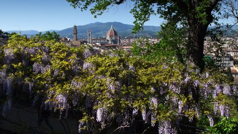 Beautiful view of the famous Cathedral of Santa Maria del Fiore and Giotto's Bell Tower in Florence seen from a garden near Michelangelo square with blooming wisteria tunnel. Italy