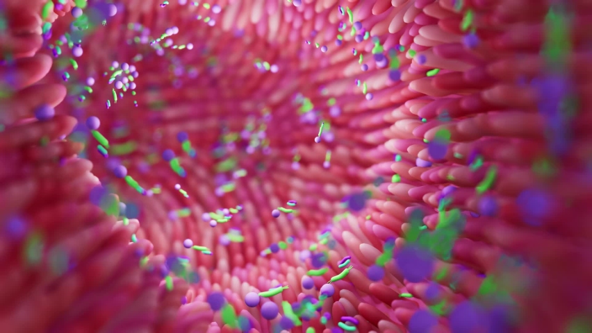 Microbiome intestine factories and microbiota. Gut health 3d render. Microvilli with factories in intestine  | Shutterstock HD Video #1089748695