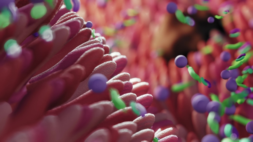 Microbiome intestine factories and microbiota. Gut health 3d render. Microvilli with factories in intestine  Royalty-Free Stock Footage #1089748697