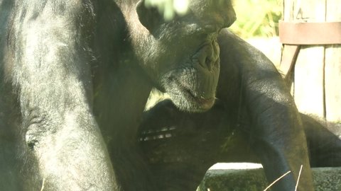 Zagabria , Croatia, - August 2021: close up of a common chimpanzee eating in the Maksimir Park of Zagabria zoo. Pan troglodytes species.