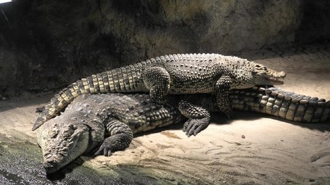African Nile crocodiles resting, Crocodylus niloticus species native in Africa.
