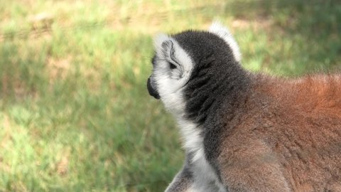 close up of a ring-tailed lemur of Madagascar. Lemur catta species endemic to the island of Madagascar in Africa.