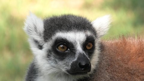 Face of a strepsirrhine primate ring-tailed lemur of Madagascar. Lemur catta species endemic to the island of Madagascar of Africa.