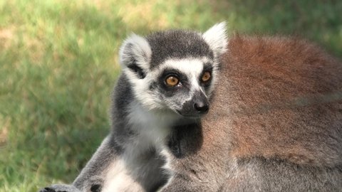 close up of an African ring-tailed lemur of Madagascar. Lemur catta species endemic to the island of Madagascar in Africa.