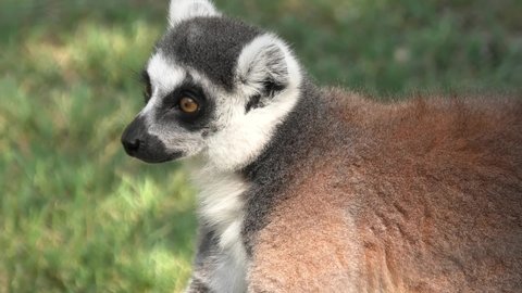 close up view of head of a ring-tailed lemur of Madagascar, a strepsirrhine primate. Lemur catta species from island of Madagascar in Africa.