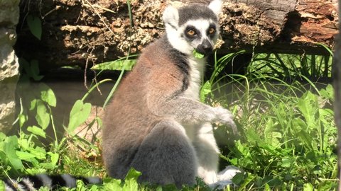 Lemur of Madagascar ring-tailed, sitting on the branches of a tree. Lemur catta species from Madagascar.