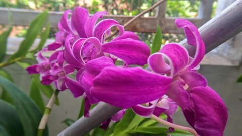 Orchid plants that are blooming purple, planted in pots placed on the terrace of the house, as an interior garden decoration at home