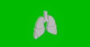 Animation of rotation of a white lungs symbol with shadow. Simple and complex rotation. Seamless looped 4k animation on green chroma key background