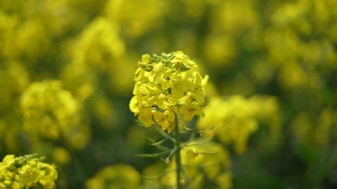 Detail of bright yellow rapeseed known as brassica napus waving in the field. Used for biodiesel and bio fuel