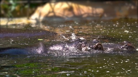 hippopotamus moving its ears and diving in slow motion
