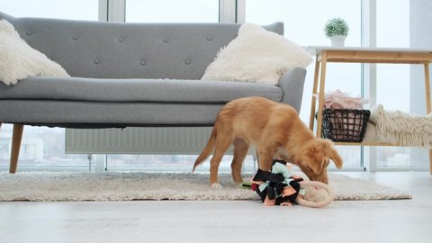 Pair of toller puppies playing with toys on floor near sofa in light room