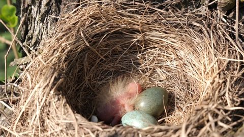 A blackbird's nest with eggs and a newly hatched bird in the thickets of trees.