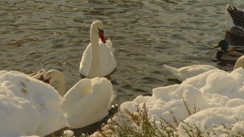 A flock of white swans and ducks with geese swims near the snow-covered shore of the lake in the park