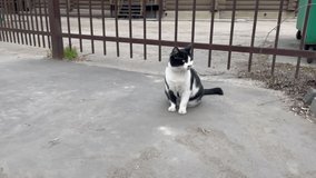 Cute black and white stray cat Running away. Homeless cat on the street. Pregnant cat living on the street.