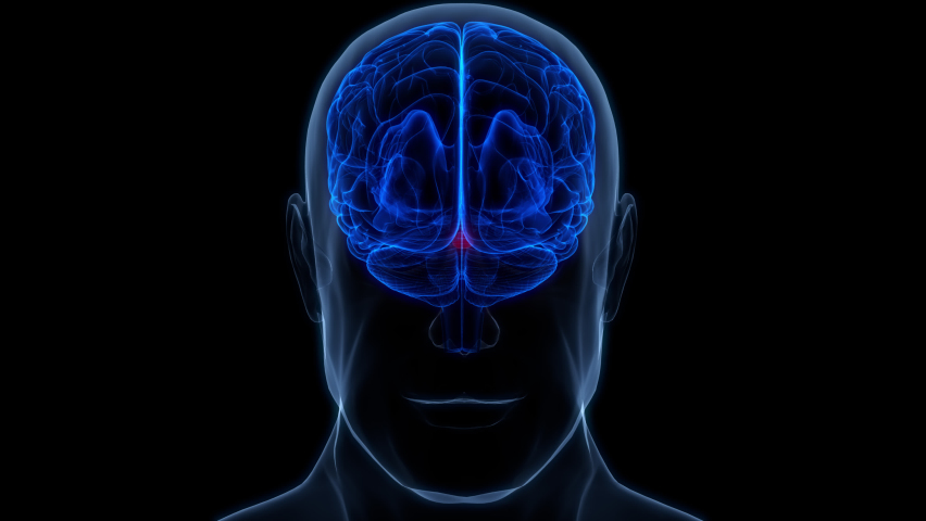 Shutterstock video thumbnail