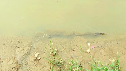 Monitor lizard swimming in the river