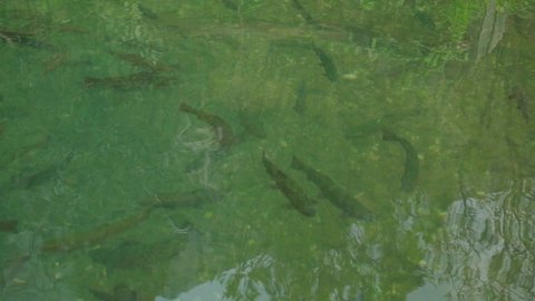 A lot of salmon swims in an artificial pond with a flowing water