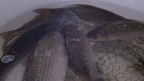 Fresh Live River Crucian Carp Swims in a Bowl. Live fish open their mouths, breathe with gills. Carp or crucian carp. Crucian carp covered with mucus and scales. Fisherman catch. 4K. Slow motion.
