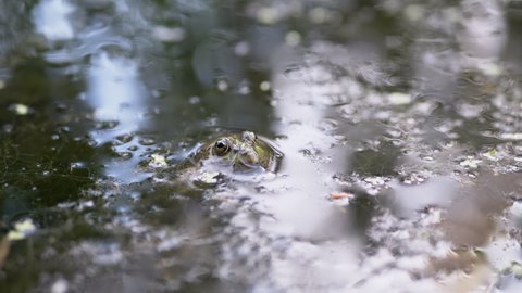 Camouflaged Green Common Frog Sits above Surface Water in Duckweed in a Pond. The face of a hiding toad in a membrane shell with protruding eyes. A reptile in seaweed breathes through the skin. 4K.
