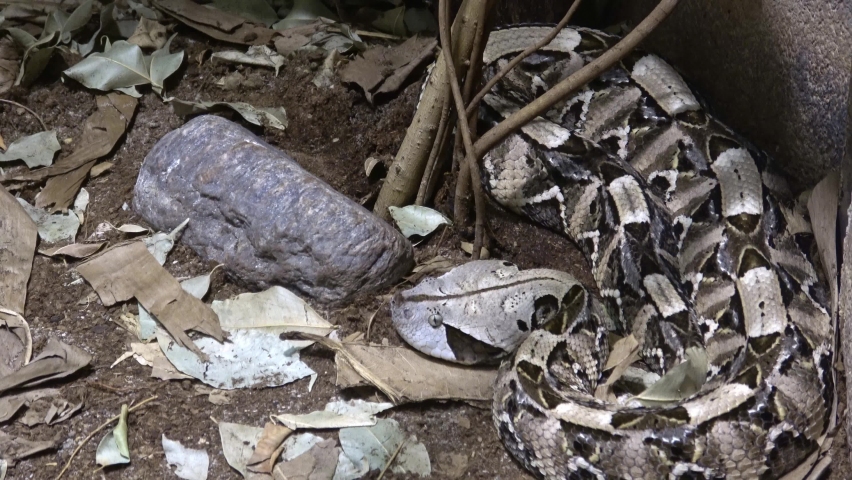Gaboon viper, bitis gabonica rhinoceros lies hidden in leaves lurking on prey