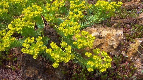 The blue myrtle spurge, broad-leaved glaucous-spurge (Euphorbia myrsinites), slider shot