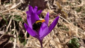 Bumblebee in a purple crocus flower in the sun. For video presentation, advertising.
