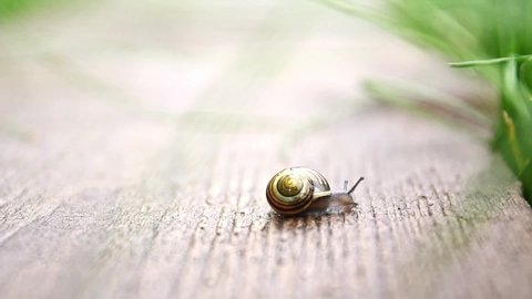 A small grape snail slowly crawls on a wooden board in the grass. Morning in the village after the rain