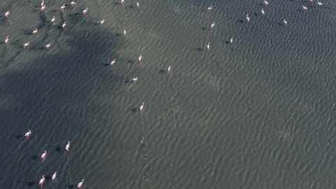 Flamingos Drone Video in the Sasali Bird Paradise, Karsiyaka Izmir Turkey