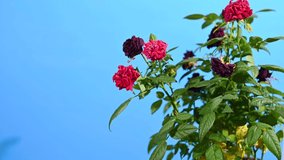 Pruning a rose bush with a secateurs. Care for houseplants. Video on a blue screen.