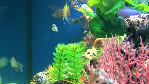Colourful aquarium with bubbles, fresh water fish swimming around and aquatic plants