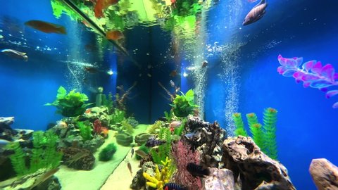 Colourful aquarium with bubbles, fresh water fish swimming around and aquatic plants
