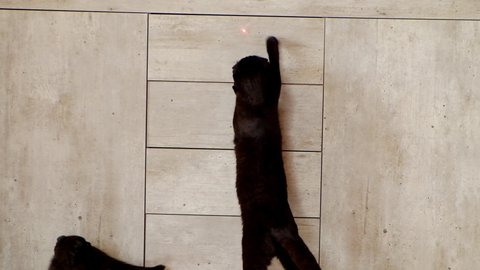 Cat and glowing dot. Black cat playing with a laser pointer. 4k footage