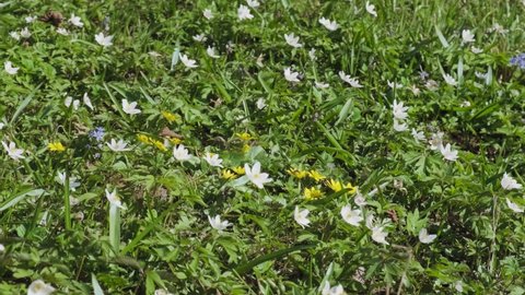 Wild flowers blooming in the forest. Insects pollinate wild flowers on the meadow. Anemone, squill and pilewort wildflowers. Beautiful nature. Spring sunny day in blossoming forest.