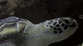 Sea turtle swims underwater in clear sea water