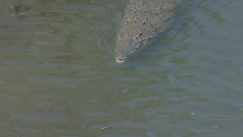 a high angle shot of an american crocodile approaching in the tarcoles river of costa rica