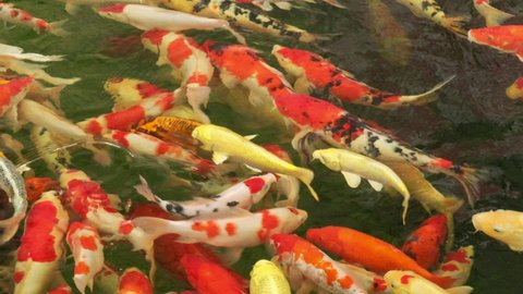 Hundreds of Koi fish or carp fish swimming in pond. Koi fish or carp golden red yellow white. fish swimming in the pond. It more colorful varieties in outdoor pool.