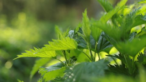 Video of a plant nettle. Nettle with fluffy green leaves. Background Plant nettle grows in the ground. Nettle on a natural background in the morning