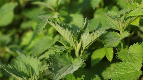 Video of a plant nettle. Nettle with fluffy green leaves. Background Plant nettle grows in the ground. Nettle on a natural background in the morning