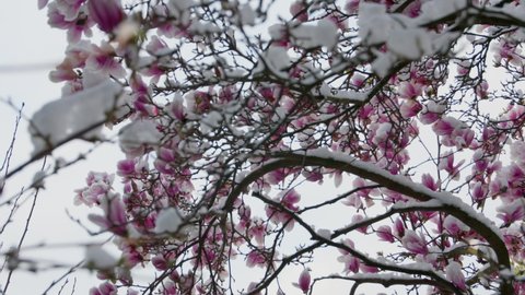 climate change snowfall in spring wide shot of a purple blooming liliiflora magnolia tree in a garden covered with fresh white snow camera panning downwards looking up to of the tree with many flowers