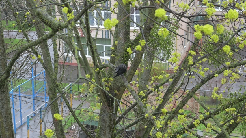 black crow stands on a tree branch during the rain. wet crow shakes off raindrops. rainy season in the wild. rainy weather.