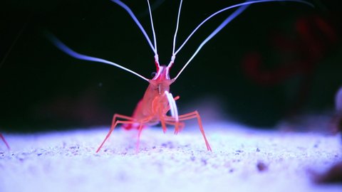 Hes the little king of the ocean. 4k video footage of a Scarlet Skunk Cleaner Shrimp walking on the ocean floor underwater.