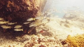 Getting around down here can be a little tricky. 4k video footage of a school of black-spot snapper fish swimming around a coral reef deep in the ocean.