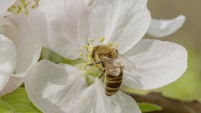 Close up footage of bee on cherry flower. Macro video of bee pollinating flower. 