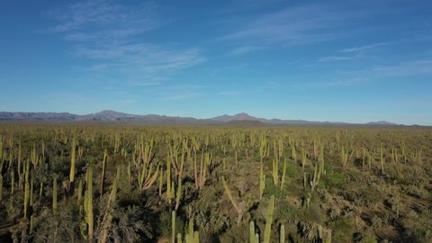 Flying over scenic landscape full of high cactuses in Baja California, Mexico