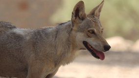 Arabian wolf (Canis lupus arabs) 120fps slow motion video clip