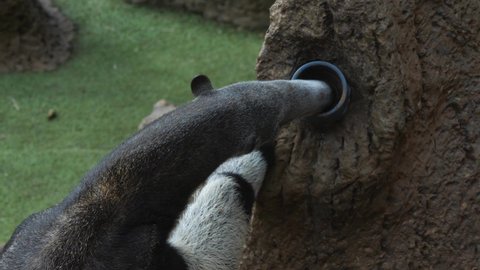 Giant anteater eating ants from the tube installed in a tree