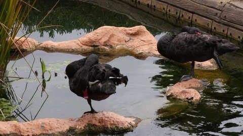 Two black swans standing on the rocks