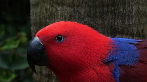 Red-sided eclectus parrot native to the Solomon Islands, Sumba, New Guinea